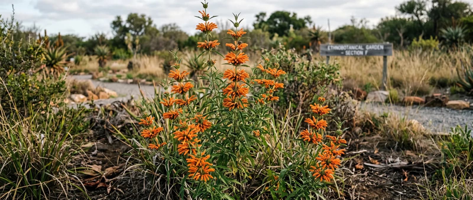 AZARIUS · A Southern African Shrub with Orange Whorls