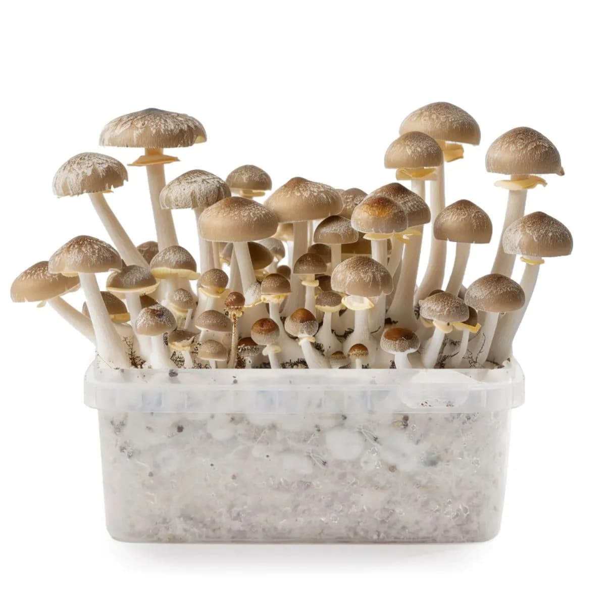 Kit de Cultivo de Cogumelos Mágicos Mexican