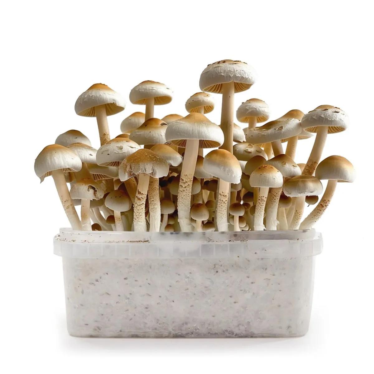 Kit de cultivo PES Amazonian